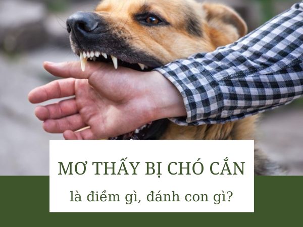 Giải mã giấc mơ thấy bị chó cắn là điềm gì, báo hiệu tốt hay xấu?