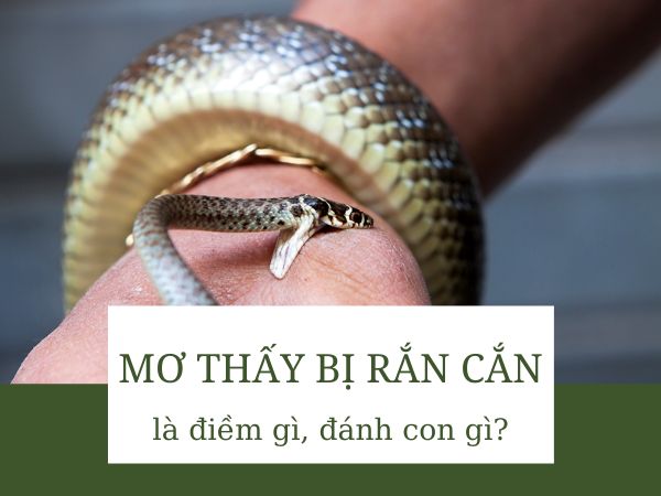 Nằm mơ thấy bị rắn cắn chọn con số nào tài lộc
