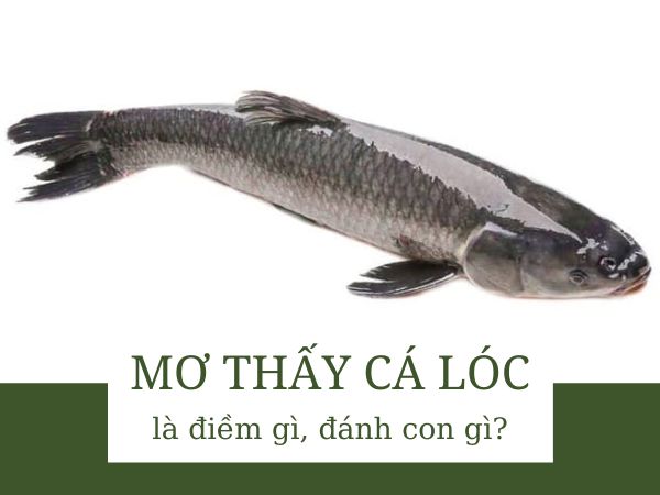 Giải mã giấc mơ thấy cá lóc dự báo điềm gì sắp tới?