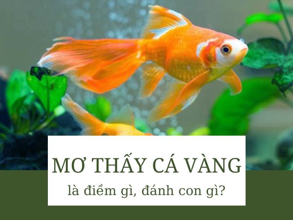 Nằm mơ thấy cá đánh con gì, chọn số mấy chuẩn?