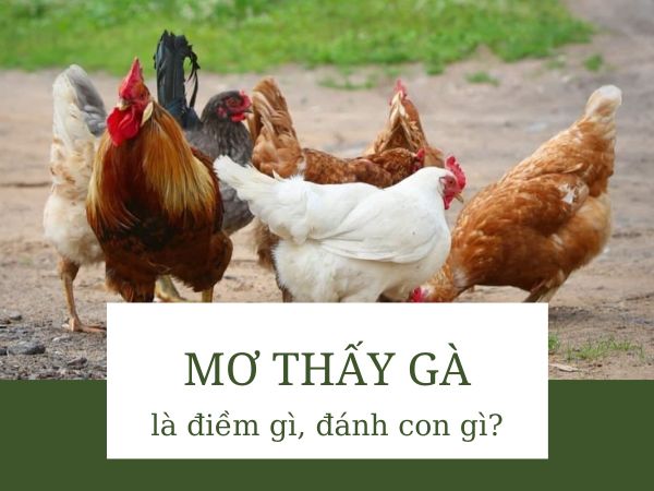 Nằm mơ thấy gà nên lựa chọn con số nào phát tài