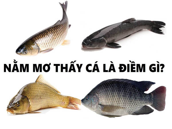 Giải mã giấc mơ thấy cá báo điềm gì, tốt hay xấu sắp tới?
