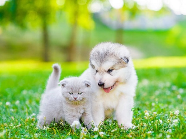 Ý nghĩa giấc mơ thấy mèo con là điềm gì?