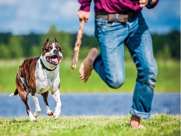 Mơ thấy bị chó vàng đuổi