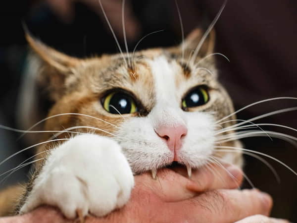Ngủ mơ thấy người lạ bị mèo cắn