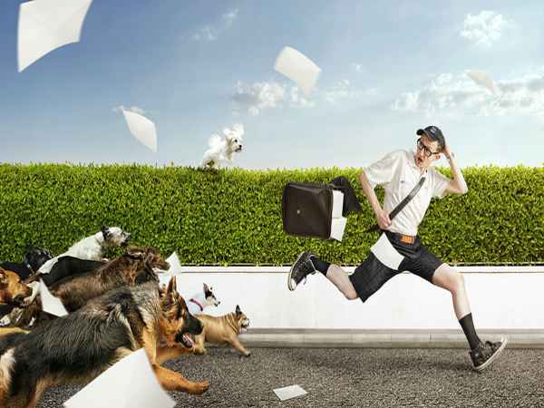 Mơ thấy bị chó đuổi có điềm báo gì và đánh con đề nào? Mơ thấy bị chó đuổi điềm gì?