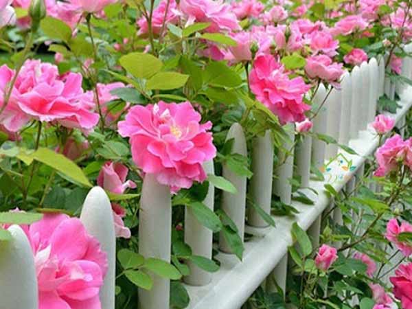 Nằm mơ thấy hoa có ý nghĩa gì? tốt hay xấu?