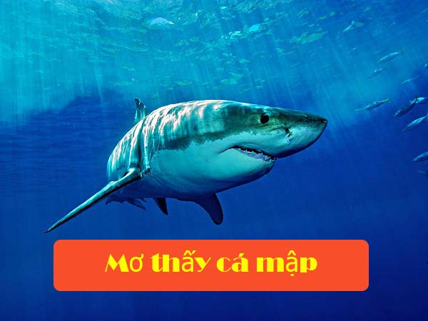 Mơ thấy cá mập Giải mã giấc mơ thấy cá mập
