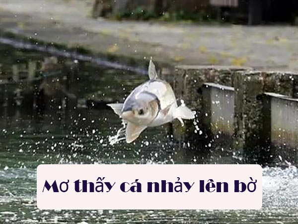Ý nghĩa giấc mơ thấy cá nhảy lên bờ