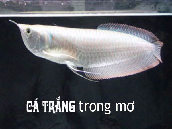 Mơ thấy cá trắng Mơ thấy cá trắng