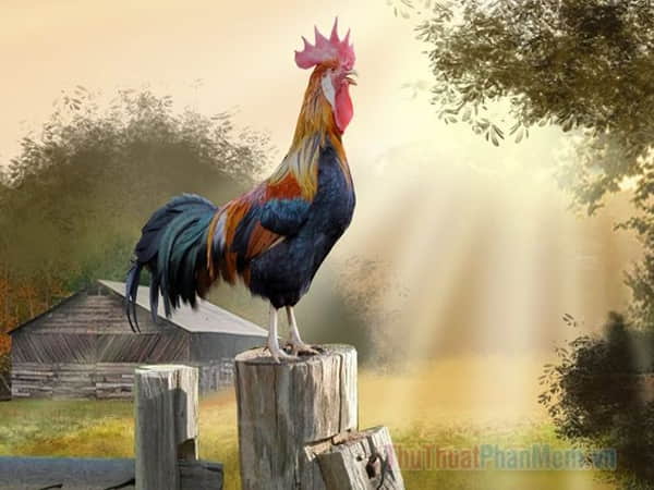 Lý giải những giấc mơ thấy gà rừng khác