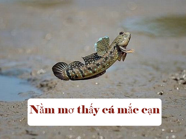 Nằm mơ thấy cá mắc cạn Nằm mơ thấy cá mắc cạn