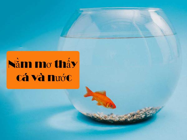Nằm mơ thấy cá và nước Nằm mơ thấy cá và nước