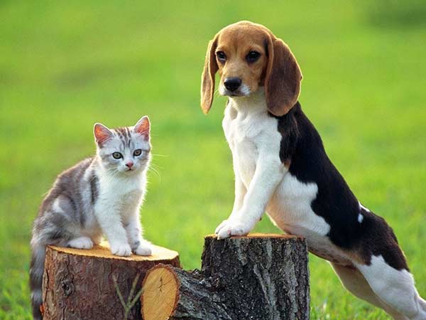 Giải mã ý nghĩa giấc mơ thấy chó và mèo