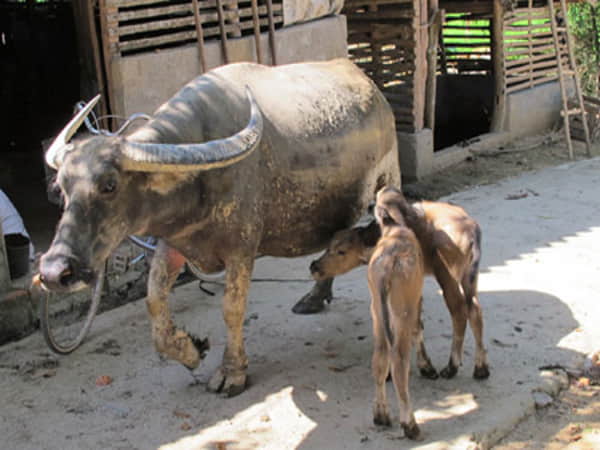 Lý giải khác khi nằm mơ thấy trâu đẻ