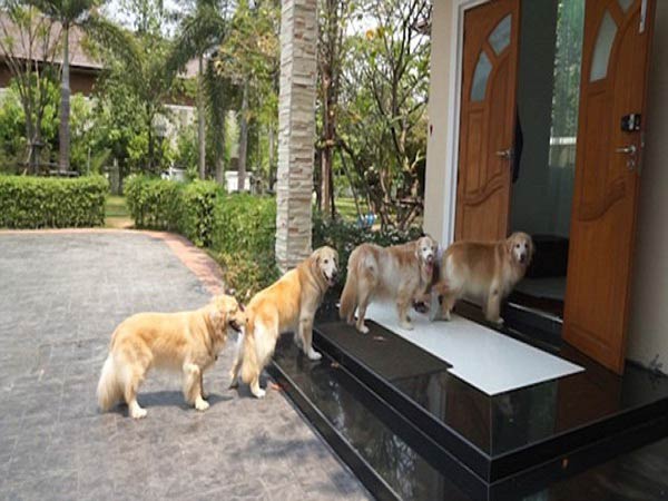 Mơ thấy chó vào nhà Mơ thấy chó vào nhà