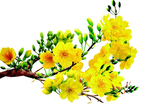 Mơ thấy hoa mai Mơ thấy hoa mai