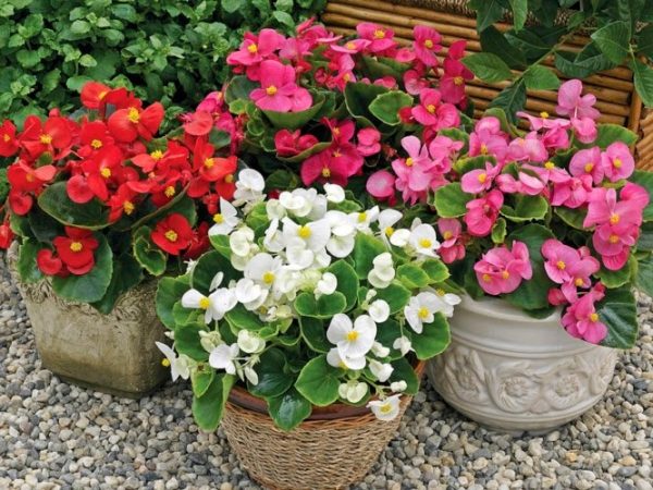 Nằm mơ thấy hoa hải đường đánh con gì ăn chắc
