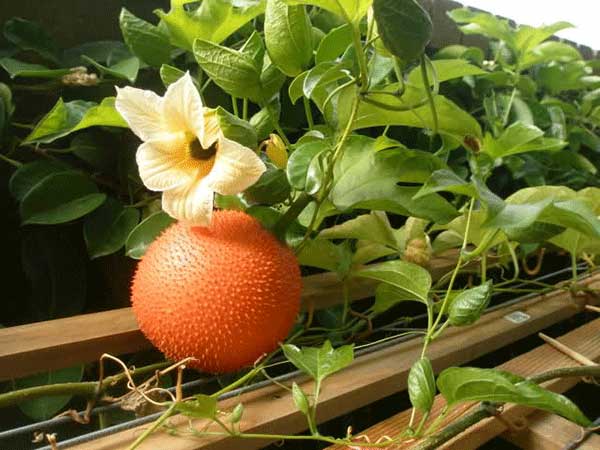 Giải thích ý nghĩa giấc mơ thấy quả gấc dự báo may hay rủi sắp tới?