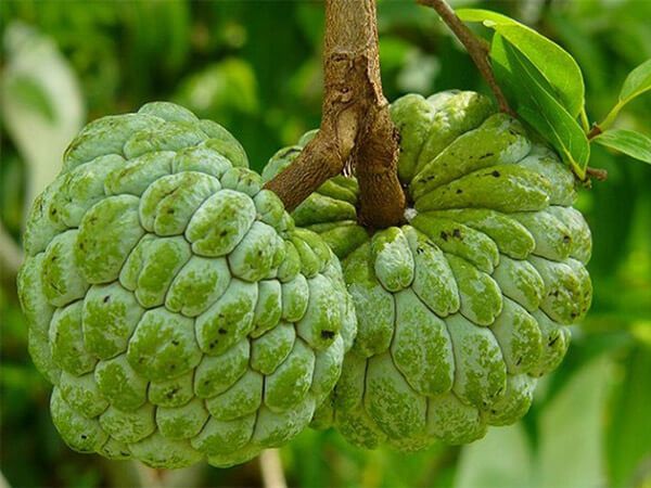 Giải đáp ý nghĩa giấc mơ thấy quả na dự báo tốt lành hay xui xẻo sắp tới?