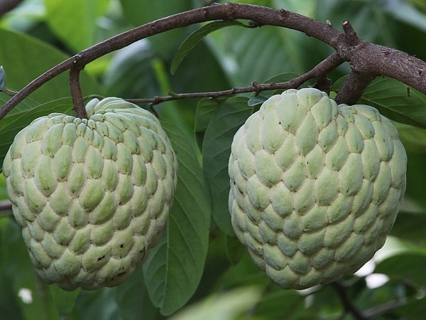 Mơ thấy quả na tốt hay xấu đánh con gì dễ trúng thưởng lớn?