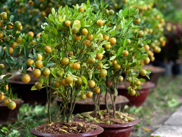 Chiêm bao thấy cây quất là điềm báo gì