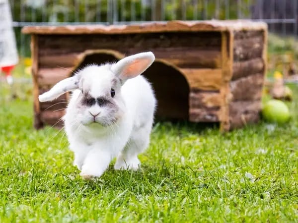 Nhìn thấy con thỏ là điềm gì? Có phải điềm báo được TRỜI cho lộc?
