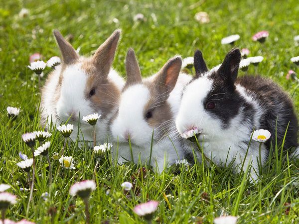 Giải mã ý nghĩa điềm báo nhìn thấy con thỏ là điềm báo gì? May hay xui?