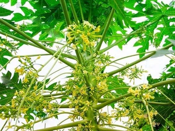 Thấy cây ra hoa thường xuất hiện con số may mắn nào
