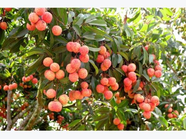 Đi đường thấy cây vải thường có điềm báo tốt lành gì? Đi đường thấy cây vải thường có điềm báo tốt lành gì?