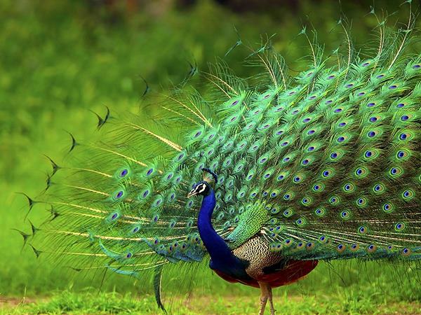 Giải mã bí ẩn đằng sau giấc ngủ mơ thấy con công