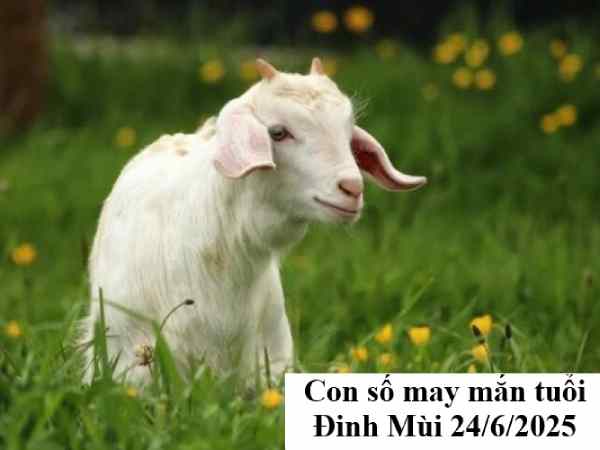Phân tích con số may mắn tuổi Đinh Mùi ngày 24/6/2025