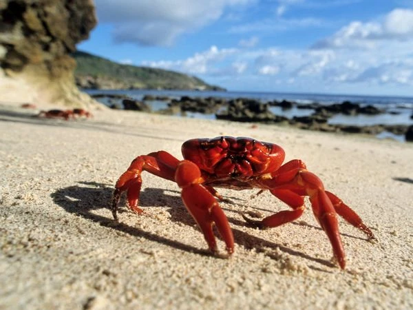 Mơ thấy con cua màu vàng hoặc đỏ