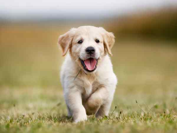 Ngủ mê thấy chó trắng bám theo