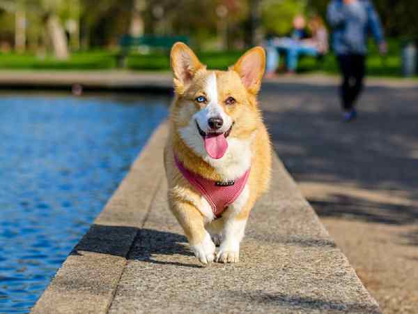 Chiêm bao thấy chó lạ bám theo trên đường