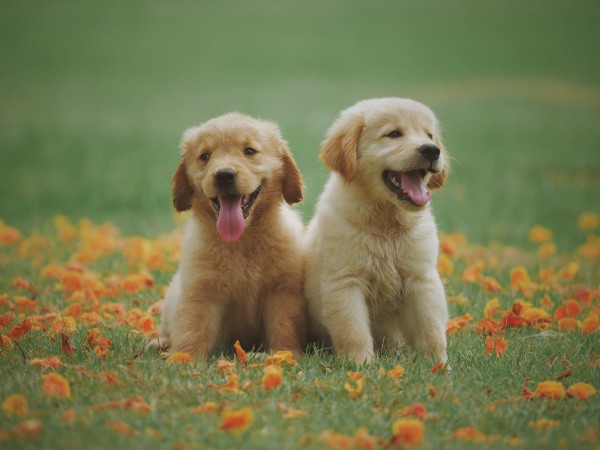 Cùng khám phá mơ thấy chó con là điềm lành hay dữ? Cùng khám phá mơ thấy chó con là điềm lành hay dữ?