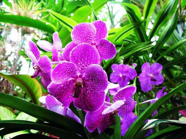 Nằm mơ thấy hoa lan đem lại những thông điệp gì? Nằm mơ thấy hoa lan đem lại những thông điệp gì?