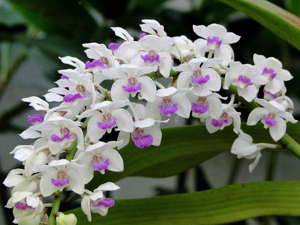 Nằm mơ thấy hoa lan đem lại những thông điệp gì? Nằm mơ thấy hoa lan đem lại những thông điệp gì?