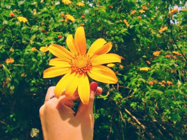 Nằm mơ thấy hoa nở mua vé số con gì may mắn? Nằm mơ thấy hoa nở mua vé số con gì may mắn?