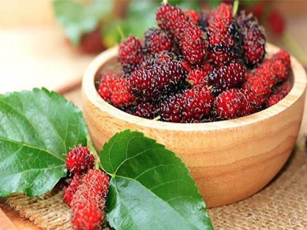 Ngủ mơ thấy quả dâu tằm có liên quan đến tiền tài?