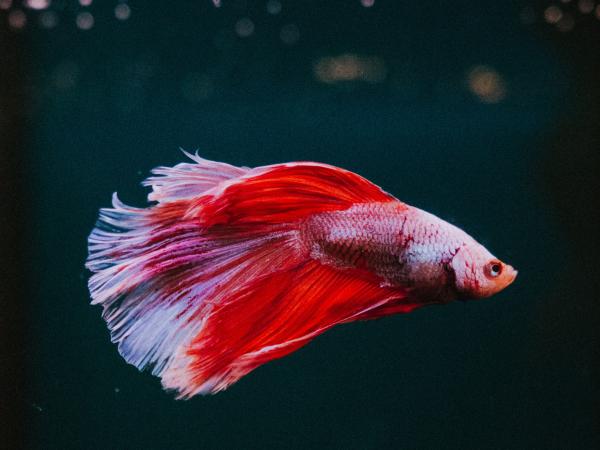Giải mã giấc mơ thấy nuôi cá vàng