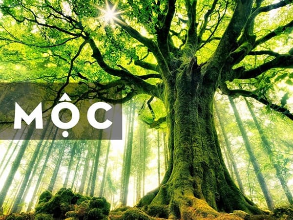 Con số may mắn mệnh Mộc ngày 27/9/2025