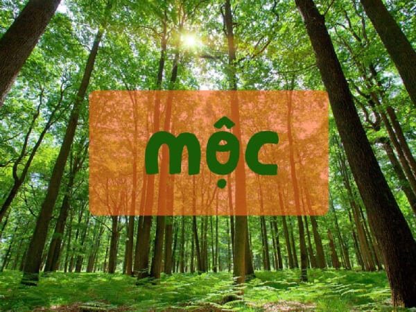 Con số may mắn mệnh Mộc ngày 27/9/2025
