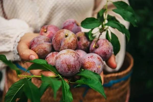 Nằm mê thấy ăn quả mận ngọt