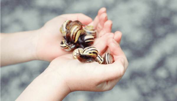 Nằm mê thấy bắt ốc ở ao hồ