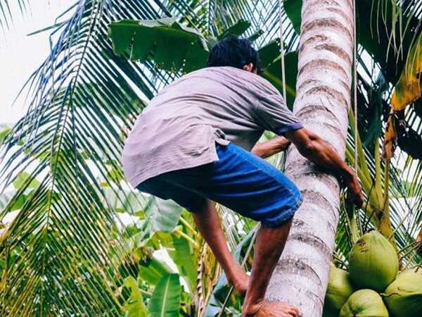 Nằm mơ thấy leo cây là điềm gì? Có số nào may mắn?