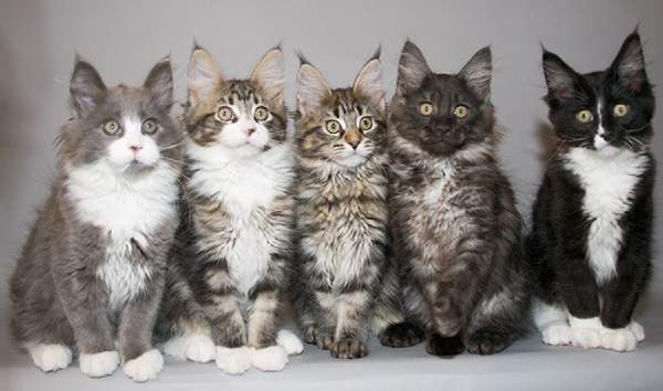 Giải mã giấc mơ thấy nhiều mèo đang kêu