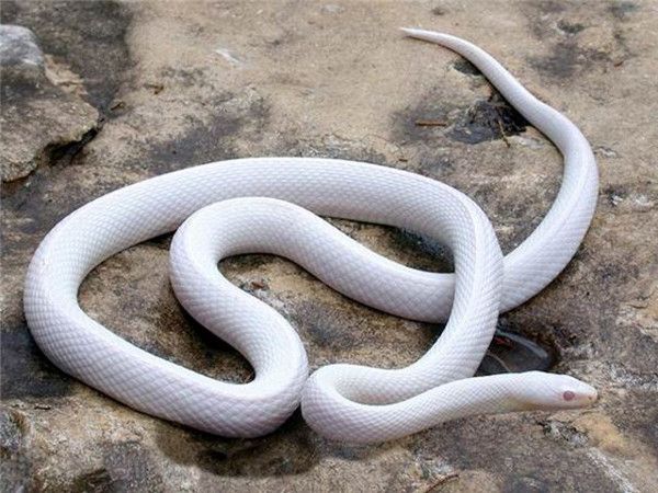 Nằm mơ thấy rắn màu trắng là điềm gì, số gì trúng thưởng?