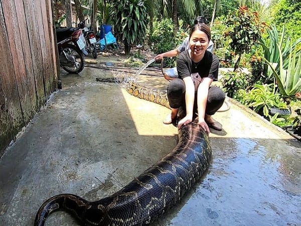 Nằm mơ thấy con trăn to là điềm gì tốt hay xấu?