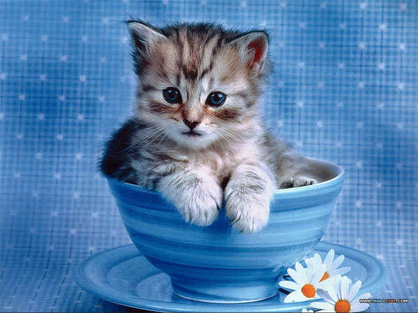 Gợi ý con số may mắn theo từng năm sinh tuổi Mão